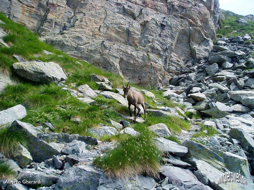 11 Incontri ravvicinati del cornuto tipo.jpg - OLYMPUS DIGITAL CAMERA